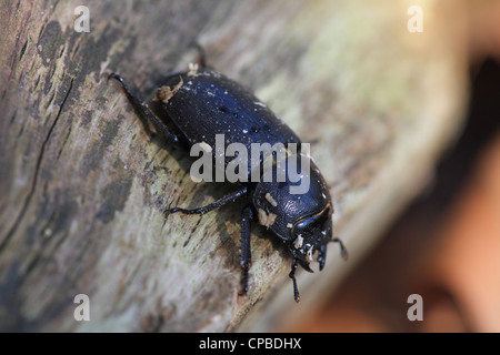 Geringerem Hirschkäfer (Dorcus Parallelipipedus) auf verfallenden Buche (Fagus Sylvatica) Stockfoto