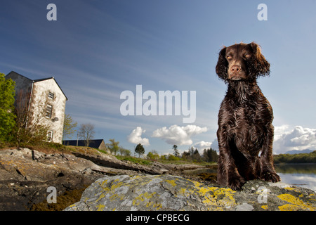 Cocker Spaniel sitzend auf einem Felsen bei strahlendem Sonnenschein Stockfoto