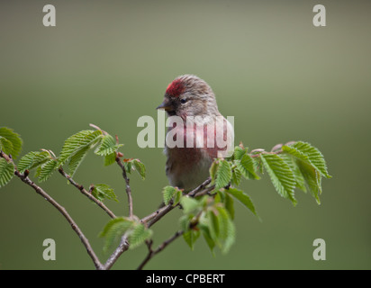 Nahaufnahme des männlichen weniger Redpoll Zuchtjahr Kabarett (Fka eine Unterart des Common Redpoll) auf einem braunen Zweig. Diffuse Hintergrund. Stockfoto