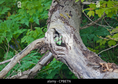Ein Sämling von Ernst invasive Pflanzen Japanischer Staudenknöterich bewurzelnd auf einem gefallenen toten Baum im Kelvingrove Park, Glasgow, Stockfoto