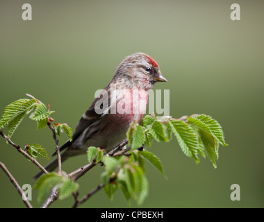 Nahaufnahme des männlichen weniger Redpoll Zuchtjahr Kabarett (Fka eine Unterart des Common Redpoll) auf einem braunen Zweig. Diffuse Hintergrund. Stockfoto