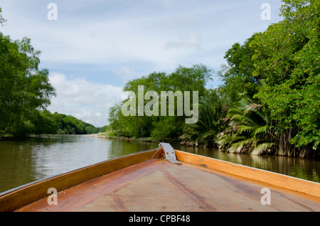 Südostasien, Borneo, Brunei. dichten Mangrovenwälder entlang der Brunei Fluss. Stockfoto