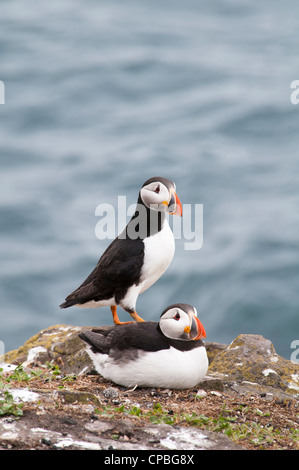 Ein paar der Papageientaucher (Fratercula Arctica) ruht auf den Rand einer Klippe auf Inner Farne, Northumberland. Juni. Stockfoto