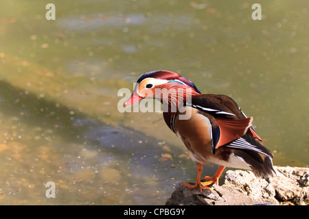 Drake Mandarinente (Aix Galericulata) Stockfoto