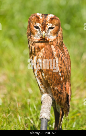 Eurasische Waldkauz oder Strix Aluco in Gefangenschaft sitzt auf Barsch Stockfoto