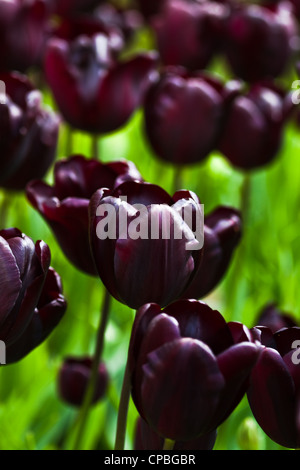 Dunkel Burgund rote Tulpen blühen im Frühlingsgarten Stockfoto