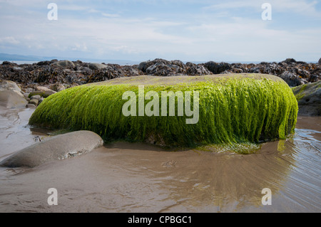 Helle farbige Algen auf Felsen am Criccieth Strand in Nord-Wales, UK Stockfoto