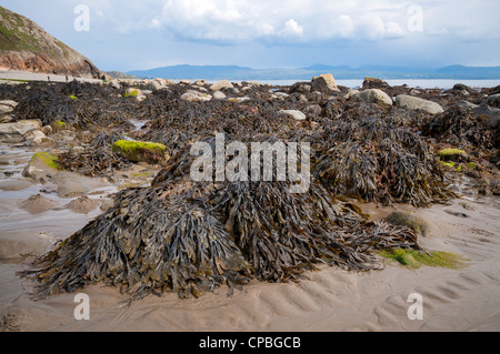 Algen am Criccieth Strand in Nord-Wales, UK Stockfoto