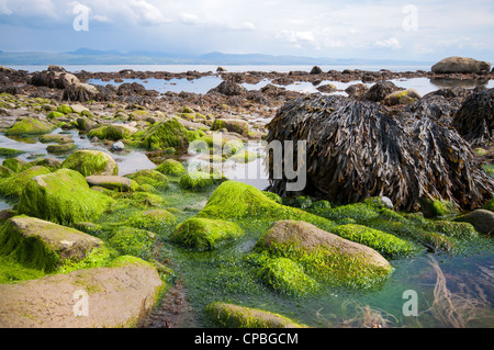 Verschiedene Schattierungen von Grün Algen am Criccieth Beach, North Wales, UK Stockfoto