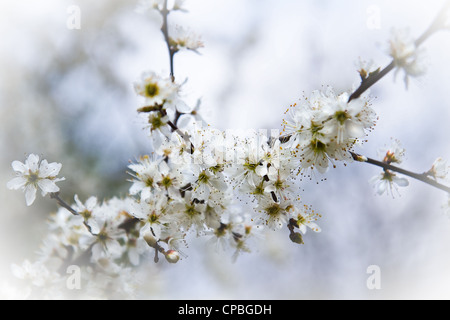 Weiße Blumen auf Blackthorn, Schlehe oder Prunus Spinosa im zeitigen Frühjahr Stockfoto