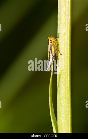 Eine gemeinsame Blutzikade (Philaenus Spumarius) thront auf dem Stamm eine gemeinsame gefleckte Orchidee (Dactylorhiza Fuchsii) bei Hotel Bank. Stockfoto