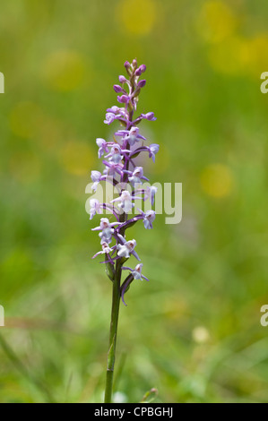 Ein Blütenstand der Kreide duftenden-Orchidee (Gymnadenia Conopsea) wächst im Hotel Bank Naturreservat, Kent. Juni. Stockfoto