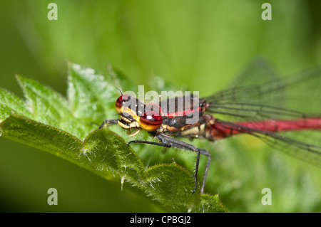 Eine Nahaufnahme auf den Kopf von einem männlichen großen roten Damselfly (Pyrrhosoma Nymphula) thront auf einem Brennnessel-Blatt an Keston Teiche. Stockfoto