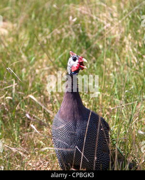 Erwachsene Perlhühner in der Sonne aalen Stockfoto