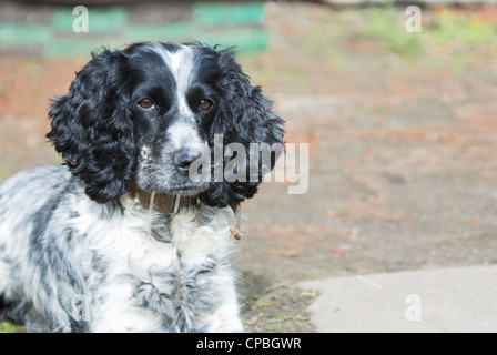 Close-up Gesicht der horizontalen Hund spaniel Stockfoto