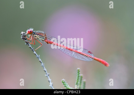 Eine männliche kleine rote Damselfly (Ceriagrion Tenellum) thront auf Heather im gemeinsamen nationalen Naturreservat Thursley, Surrey. Juli. Stockfoto