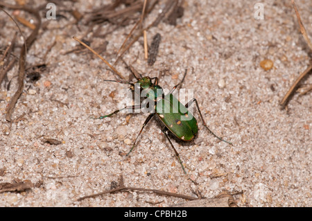 Eine grüne Sandlaufkäfer (Cicindella Campestris) auf sandigem Boden bei Thursley gemeinsame nationale Natur-Reserve, Surrey. Juli. Stockfoto