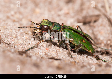 Ein seitlicher Blick auf eine grüne Sandlaufkäfer (Cicindella Campestris) auf sandigem Boden bei Thursley gemeinsame nationale Natur-Reserve. Stockfoto