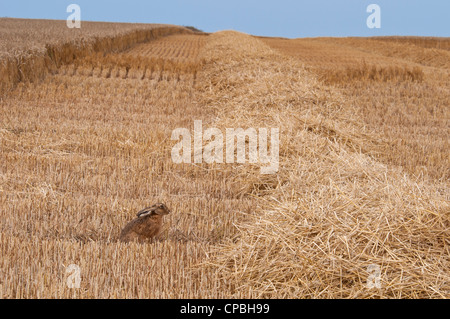 Ein Feldhase (Lepus Capensis) in einem Weizenfeld bei der Ernte auf der Isle of Sheppey in Kent. August. Stockfoto