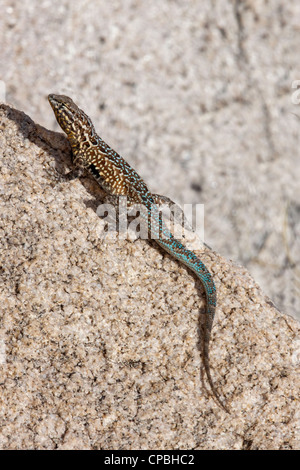 Gemeinsame Seite-blotched Eidechse Uta Stansburiana Tucson, Pima County, Arizona, USA 19 März erwachsenen männlichen Iguanidae Stockfoto