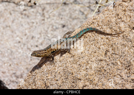 Gemeinsame Seite-blotched Eidechse Uta Stansburiana Tucson, Pima County, Arizona, USA 19 März erwachsenen männlichen Iguanidae Stockfoto