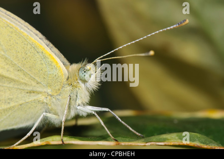 Eine Nahaufnahme auf den Kopf eines Erwachsenen kleinen weißen Schmetterlinges thront auf einem Blatt des bunten Efeu in einem Garten in Belvedere Stockfoto