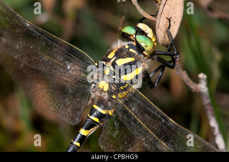 Eine Nahaufnahme auf dem Kopf einer männlichen Golden beringt Libelle (Cordulegaster Boltonii) thront auf einem Zweig an Crockford Brücke Stockfoto