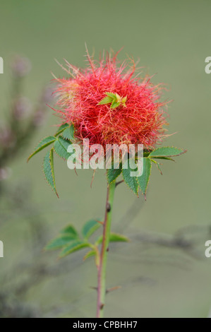 Eine Galle der Bedeguar Gall Wasp (Diplolepis Rosae), bekannt als Robins Nadelkissen auf einem Stiel der Hundsrose (Rosa Canina) Stockfoto