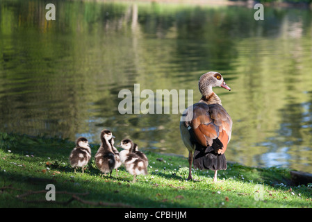 Nilgans (Alopochen aegyptiacus) mit Küken im St James Park Teich. London. England. Stockfoto