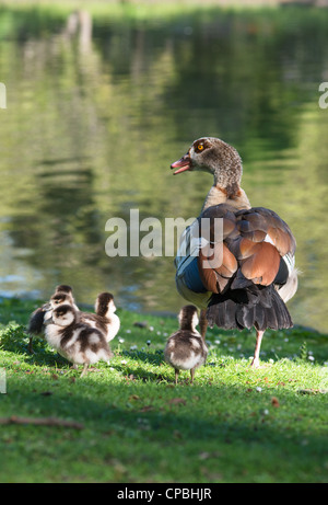 Nilgans (Alopochen aegyptiacus) mit Küken im St James Park Teich. London. England. Stockfoto