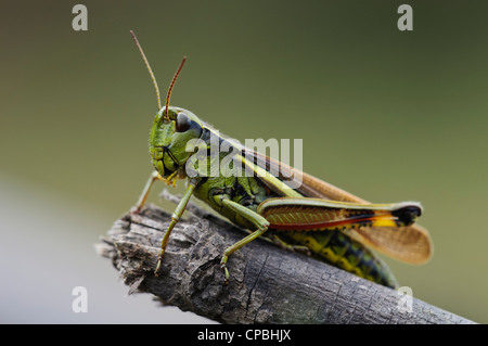 Eine Erwachsene große Marsh Grasshopper (Stethophyma Grossum) thront auf einem gebrochenen Zweig an Crockford Brücke Stockfoto