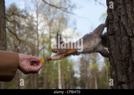 Eichhörnchen für Süßigkeiten zu erreichen. Stockfoto