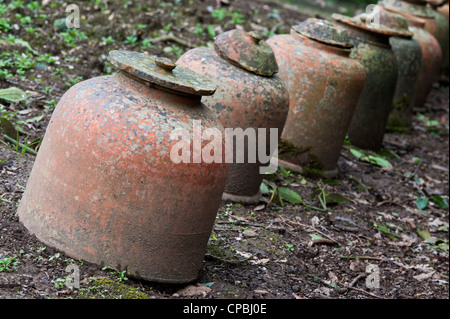 Terrakotta-Forcer für den Anbau von Rhabarber in einem Gemüsegarten Stockfoto