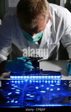 Die Polizei. Landesamt für strafrechtliche Ermittlungen. Verbrechen-Szene Untersuchung. Kriminaltechnische Labor. Technische Untersuchung der Beweise. Stockfoto