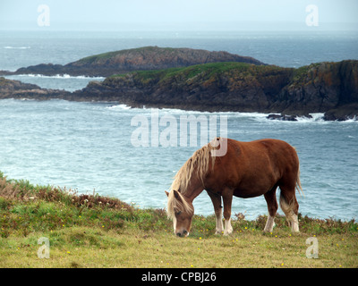 Pony auf der Pembrokeshire Coast Path in der Nähe von Ramsey Sound Stockfoto