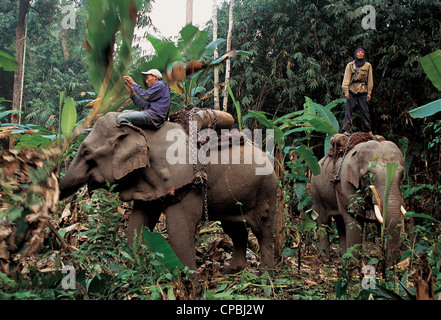 Asiatische Elefanten arbeiten in Holzindustrie in den Regenwäldern von Muang Ngoen Laos Stockfoto