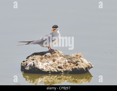 Forster's Tern - Sterna forsteri, ein Sumpfvögel, der hier auf einem Felsen steht. Stockfoto