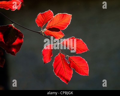 hinterleuchtete frische junge Blätter von einer Blutbuche im Frühjahr in Crosby Ravensworth Cumbria England Stockfoto