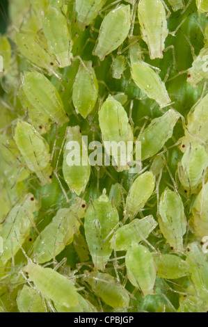 Befall von grünen Pfirsich Blattläuse Stockfoto