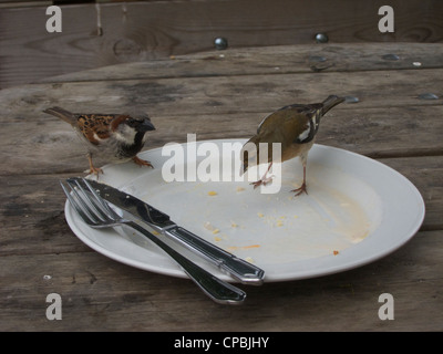 Spatz und Finch aus einem Teller Essen Stockfoto