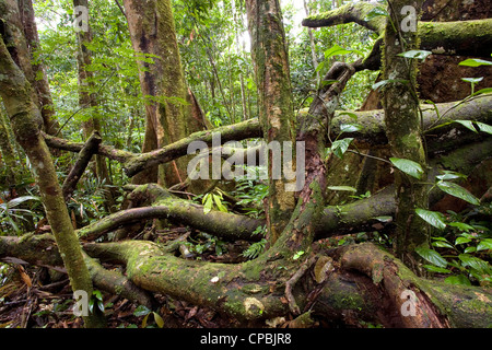 Gewirr von heruntergefallene Äste auf dem Boden der Regenwald in Ecuador Stockfoto