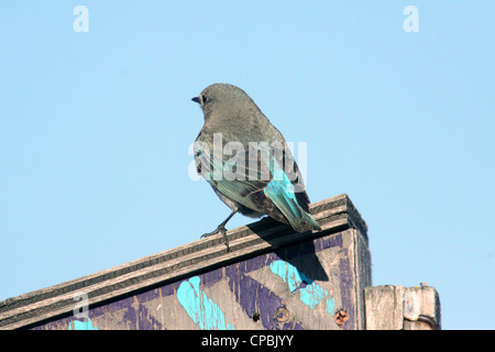 Birds of North America; Weiblich-Mountain Bluebird, Sialia Currucoides, Alberta, Kanada Stockfoto