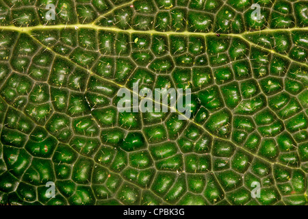 Nahaufnahme eines Blattes aus Regenwald in Ecuador Stockfoto