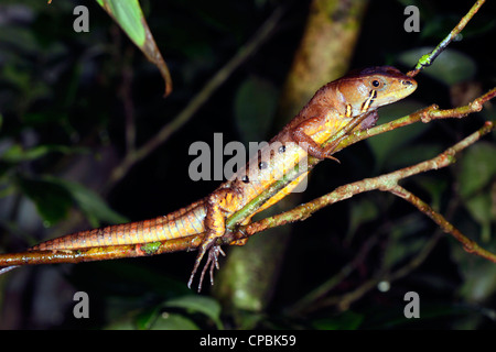Eidechse (Potamites SP., Familie Gymnophthalmidae) ruht in einem Unterwuchs Strauch im Regenwald in der Nacht, Ecuador Stockfoto