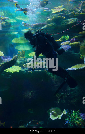 Taucher schwimmt mit viel Fisch unter Wasser Stockfoto