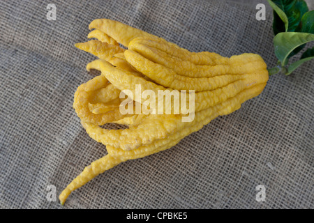 Buddhas Hand geernteten Früchte. Stockfoto