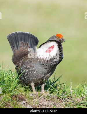 Männliche Blue Grouse Portrait, westliche Montana Stockfoto