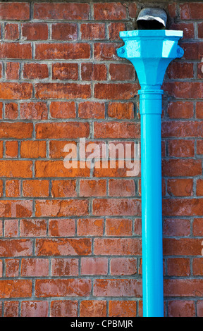 Blaue Fallrohr gegen einen roten Backsteinmauer. England Stockfoto