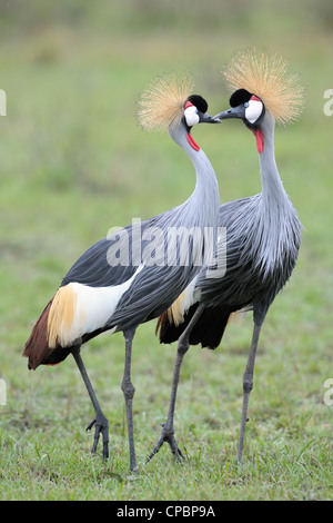 Zwei grau gekrönt Krane auf Balz. Stockfoto