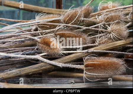 Dipsacus fullonum. Getrocknete karde Pflanzen im Gewächshaus Stockfoto